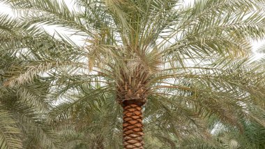 Plantation of date palms, agriculture industry in desert areas of the Middle East