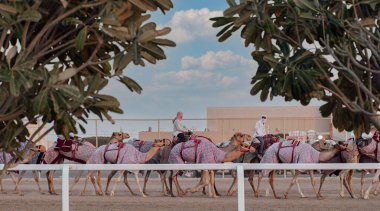 Ash-Shahaniyah, Katar... 03 Mart 2022: Katar 'da deve yarışı pistinde yürümek için deve taşıyan jokeyler.
