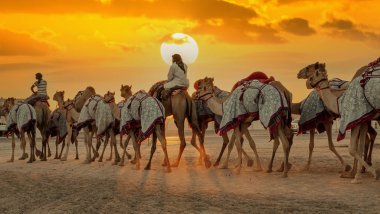 Ash-Shahaniyah, Katar... 03 Mart 2022: Katar 'da deve yarışı pistinde yürümek için deve taşıyan jokeyler.