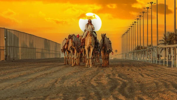 Ash Shahaniyah Qatar Mars 2022 Jockeys Prenant Les Chameaux Pour — Photo