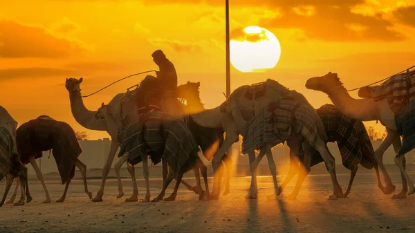 2022年3月3日 卡塔尔 Ash Shahaniyah 骑着骆驼在Qatar骆驼赛马场散步 — 图库照片