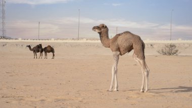 Katar 'ın Sealine plajında çölde özgürce yürüyen develer.