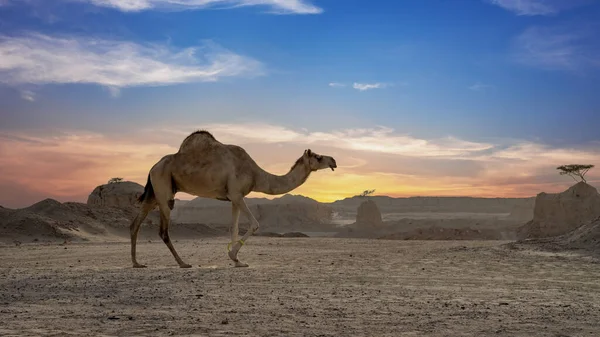 Camellos Caminando Libremente Por Desierto Playa Marina Qatar — Foto de Stock