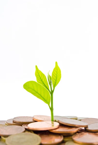 Geldbaum wächst aus einem Haufen Münzen. — Stockfoto