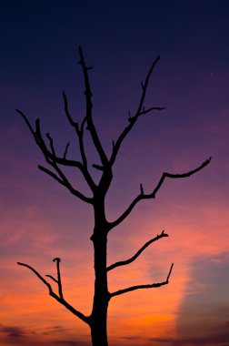 Günbatımı ağaç silueti ile