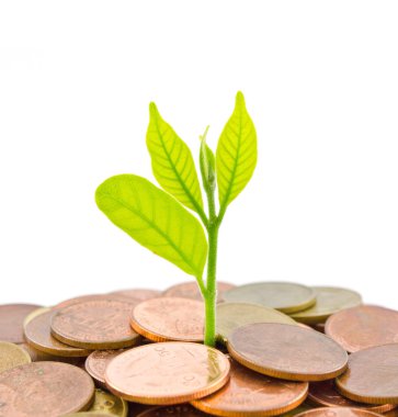 jeton büyüyen para ağacı.