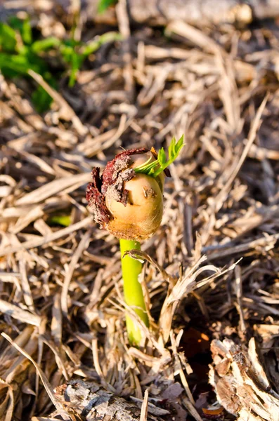 Tohumların çimlenme