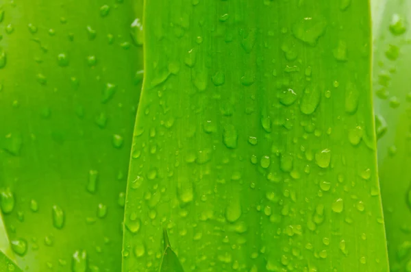 Green leaves with water drops — Stock Photo, Image