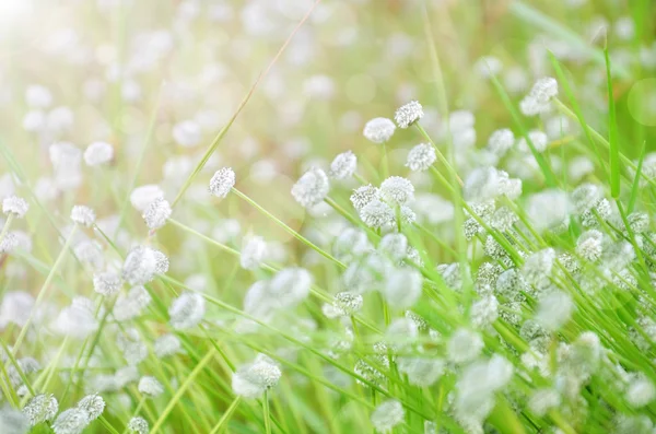 春の花の背景 — ストック写真