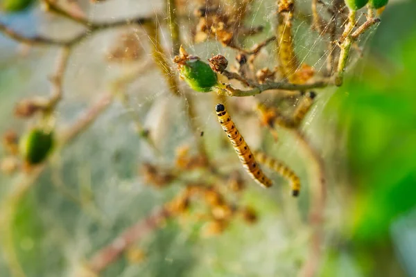 Yponomeuta malinellus ou traça de arminho de maçã. Colônia de Larvas no ramo de árvore de jardim — Fotografia de Stock