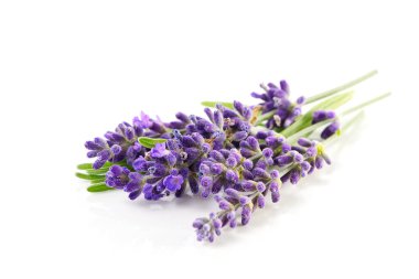 Aromatik lavanta çiçekleri beyaz arka planda toplanır. Ayrı bir sabah Lavanta çiçekleri