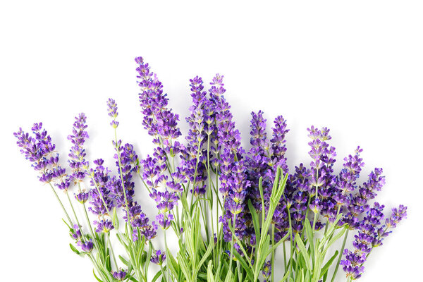 Aromatic Lavender flowers bundle on a white background. Isolated morning Lavender flowers