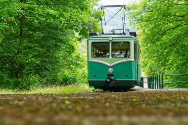Ormandaki küçük turist yeşil treni. Büyük ağaçların yakınındaki minyatür dar ölçü treni.