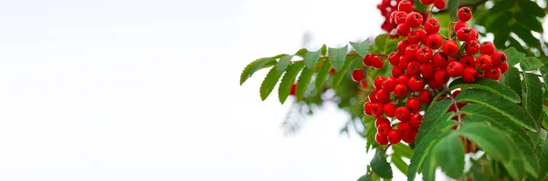 Červená zralá parta Rwanu se zelenými listy Rwanu na bílém pozadí oblohy — Stock fotografie