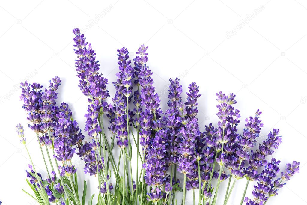 Aromatic Lavender flowers bundle on a white background. Isolated morning Lavender flowers