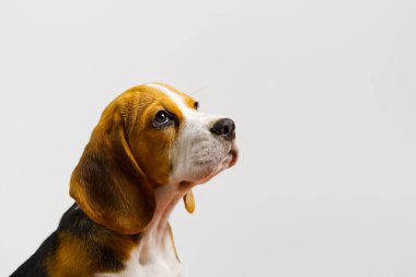 Oturan ve nefes nefese kalan Beagles, Dog, tecrit edilmiş, kopyalama alanı
