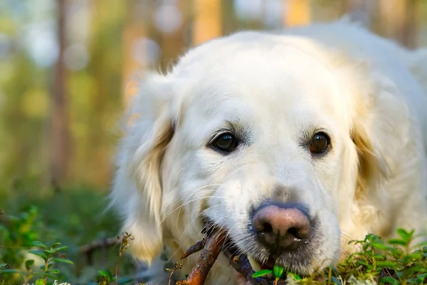 Golder Retreiver köpeği, parkta, gülümsüyor, etrafa yayılıyor. Avcı köpeği.. — Stok fotoğraf