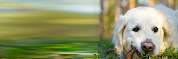 Golder Retreiver köpeği, parkta, gülümsüyor, etrafa yayılıyor. Avcı köpeği.. — Stok fotoğraf