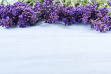 Renkli arka planda lavanta çiçekleri. Boşluğu kopyala