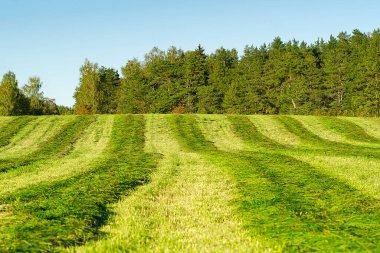 Yeşil alan, ağaç ve mavi gökyüzü. Arka plan kadar harika, web afişi.