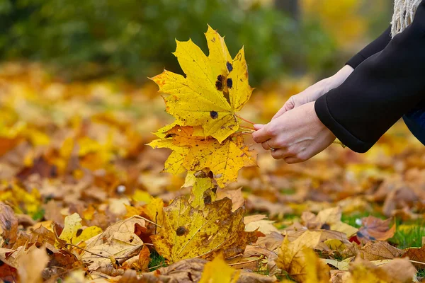 Kobieta zbiera żółte liście klonu. jesienny bukiet. nastrój jesieni. — Zdjęcie stockowe