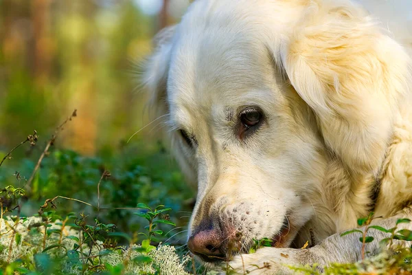 Golder Retreiver köpeği, parkta, gülümsüyor, etrafa yayılıyor. Avcı köpeği.. — Stok fotoğraf