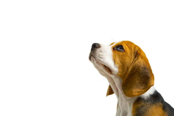 Zitten en hijgen Beagles, Hond, geïsoleerd, kopieerruimte — Stockfoto