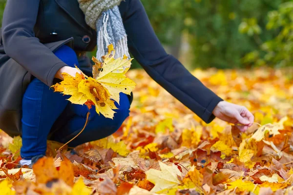 Woman collects yellow maple leaves. autumn bouquet. autumn mood. — Stock Photo, Image