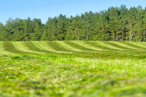 緑の野、木、青空背景として素晴らしい、ウェブバナー — ストック写真