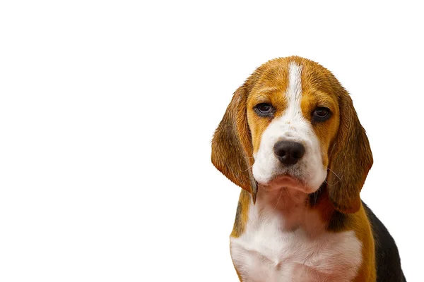 Seduta e ansimante Beagles, Cane, isolato, copiare spazio — Foto Stock