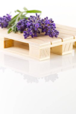 Renkli arka planda lavanta çiçekleri. Boşluğu kopyala