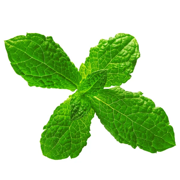 Hoja de menta aislada. Menta fresca sobre fondo blanco. — Foto de Stock