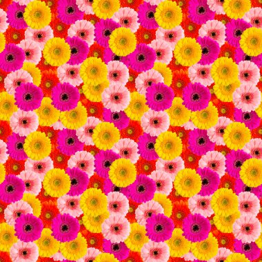 Yaz çiçekleri pürüzsüz desen. Gerbera makro deseni