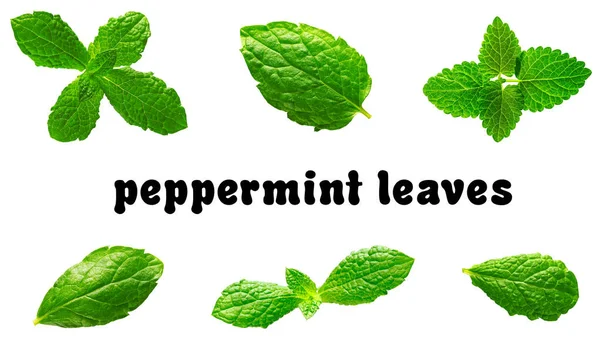 Isolated set of Mint leaf. Fresh mint on white background. — Stock Photo, Image