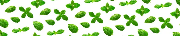 Banner Fondo de hojas de menta fresca sobre fondo blanco — Foto de Stock