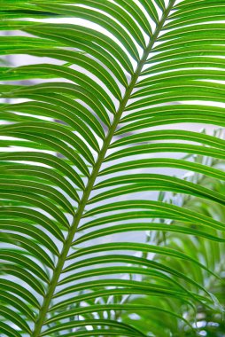 Palmiye yaprağından çizgili, soyut tropikal yeşil doku arka plan, klasik ton