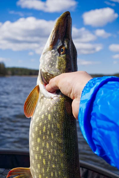 Pêcheur main tenant brochet. Pêcheur avec des poissons de brochet. Amateur pêcheur détient trophée brochet Esox lucius — Photo