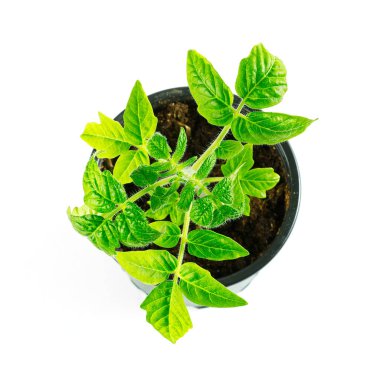 Yeşil domates filizleri siyah kapta beyaz arka planda izole edilmiş baharda bahçe işleri için.