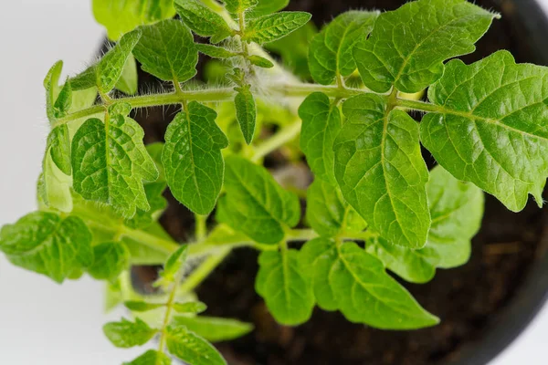 Brotes de plantas de tomate verde en maceta negra aislados sobre fondo blanco Concepto de primavera para la jardinería — Foto de Stock