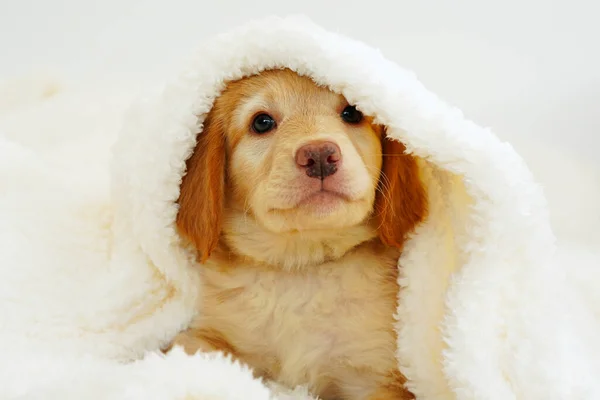 Cute Hovawart Puppy Looks Out White Blankets Muzzle Cute Sleeping — Stock Photo, Image
