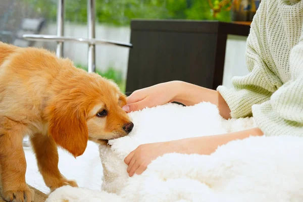 Enfant Avec Chiot Mignon Fille Avec Chiot Doré Hovawart Maison — Photo