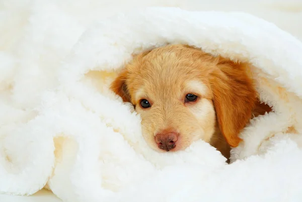 Lindo Cachorro Hovawart Mira Desde Debajo Mantas Blancas Bozal Lindo —  Fotos de Stock