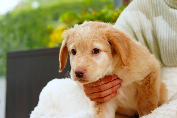 Child Cute Puppy Girl Golden Hovawart Puppy Home Cute Little — Stock Photo, Image
