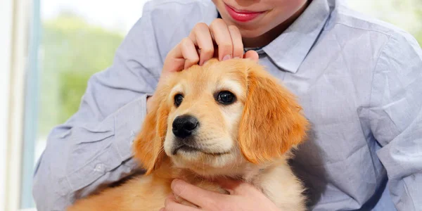 hovawart golden puppy. Young Boy Playing with his Puppy at home. pets and children. happy boy dreaming about a puppy