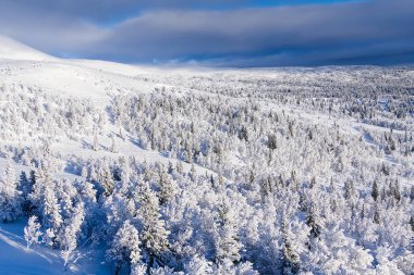 Kuzey kış manzarası. Karlar altında donmuş ağaçlarla kaplı panoramik manzara. Büyülü kış ormanı. Güzel gökyüzü olan doğal manzara.