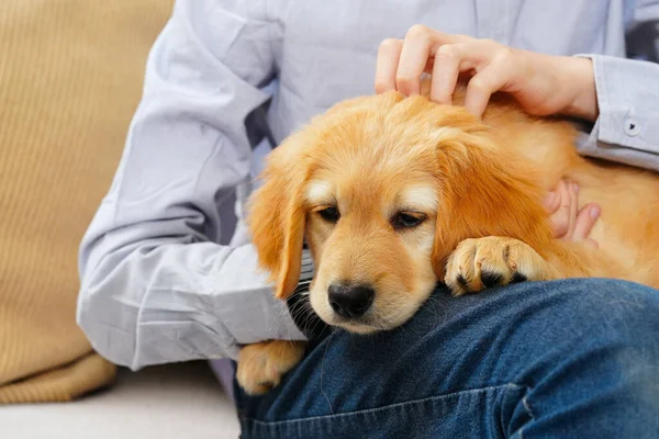 Golden Hovawart Chiot Mignon Portrait Chiot Mignon Avec Adolescent Garçon — Photo