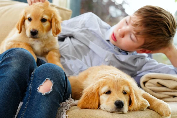 hovawart golden puppy. Young Boy Playing with his Puppy at home. pets and children. happy boy dreaming about a puppy