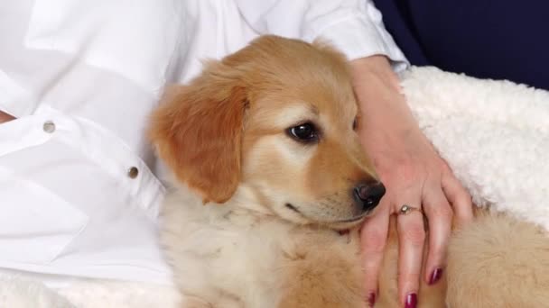 Golden Hovawart Cute Puppy Portrait Cute Puppy Teen Boy Room — Stockvideo