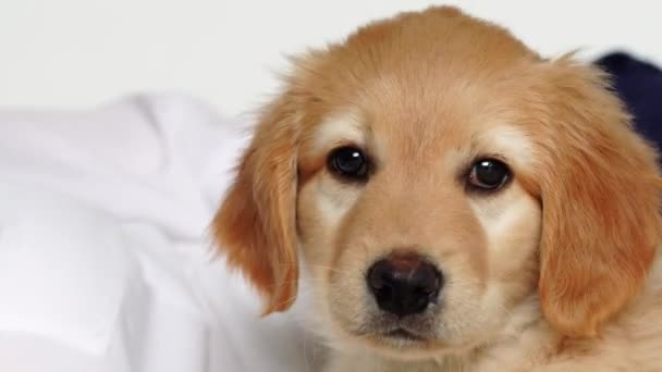 Golden Hovawart Cute Puppy Portrait Cute Puppy Teen Boy Room — Stockvideo