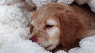 Golden Hovawart cute puppy. Portrait of cute puppy with teen boy in room. Happy cute puppy resting in the arms of a child, a dream come true. Golden Retriever sweet puppy with owner, white blanket